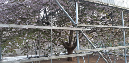 子野日公園 普賢象 子野日公園 普賢象