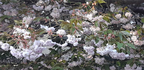 子野日公園 普賢象 子野日公園 普賢象