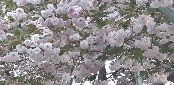 子野日公園 普賢象 子野日公園 普賢象