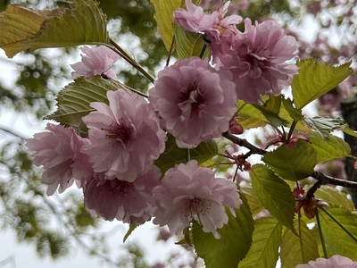 あっけし桜・牡蠣まつり 標津サーモン科学館 麺屋武双 あっけし桜・牡蠣まつり 標津サーモン科学館 麺屋武双