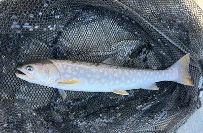 桜・海アメ・投げ釣り 桜・海アメ・投げ釣り