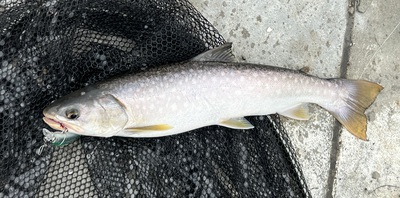 桜・海アメ・投げ釣り 桜・海アメ・投げ釣り