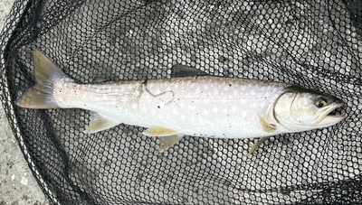 桜・海アメ・投げ釣り 桜・海アメ・投げ釣り