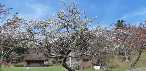 子野日公園 普賢象 子野日公園 普賢象