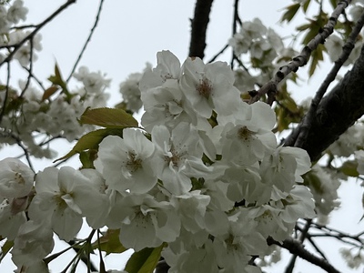 あっけし桜・牡蠣まつり 標津サーモン科学館 麺屋武双 あっけし桜・牡蠣まつり 標津サーモン科学館 麺屋武双