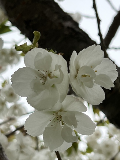 あっけし桜・牡蠣まつり 標津サーモン科学館 麺屋武双 あっけし桜・牡蠣まつり 標津サーモン科学館 麺屋武双