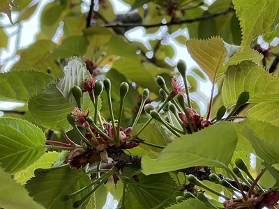 あっけし桜・牡蠣まつり 標津サーモン科学館 麺屋武双 あっけし桜・牡蠣まつり 標津サーモン科学館 麺屋武双