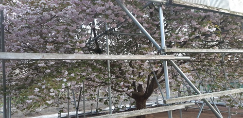 子野日公園 普賢象 子野日公園 普賢象