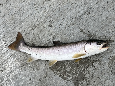 桜・海アメ・投げ釣り 桜・海アメ・投げ釣り