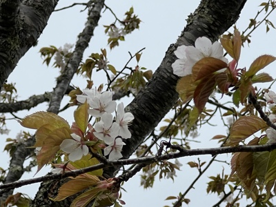 あっけし桜・牡蠣まつり 標津サーモン科学館 麺屋武双 あっけし桜・牡蠣まつり 標津サーモン科学館 麺屋武双