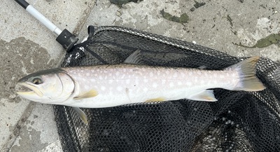桜・海アメ・投げ釣り 桜・海アメ・投げ釣り