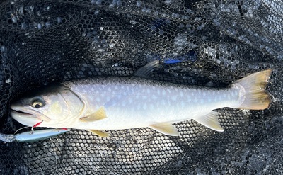 桜・海アメ・投げ釣り 桜・海アメ・投げ釣り