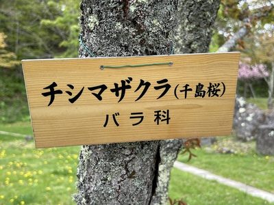 あっけし桜・牡蠣まつり 標津サーモン科学館 麺屋武双 あっけし桜・牡蠣まつり 標津サーモン科学館 麺屋武双