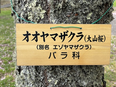 あっけし桜・牡蠣まつり 標津サーモン科学館 麺屋武双 あっけし桜・牡蠣まつり 標津サーモン科学館 麺屋武双