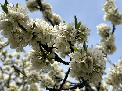 桜・海アメ・投げ釣り 桜・海アメ・投げ釣り