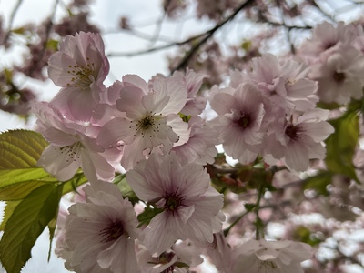 あっけし桜・牡蠣まつり 標津サーモン科学館 麺屋武双 あっけし桜・牡蠣まつり 標津サーモン科学館 麺屋武双
