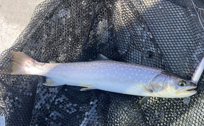 桜・海アメ・投げ釣り 桜・海アメ・投げ釣り