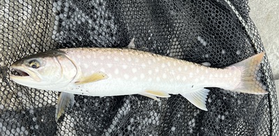 桜・海アメ・投げ釣り 桜・海アメ・投げ釣り