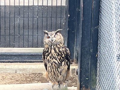 釧路動物園 釧路動物園