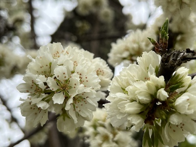あっけし桜・牡蠣まつり 標津サーモン科学館 麺屋武双 あっけし桜・牡蠣まつり 標津サーモン科学館 麺屋武双