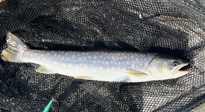 桜・海アメ・投げ釣り 桜・海アメ・投げ釣り