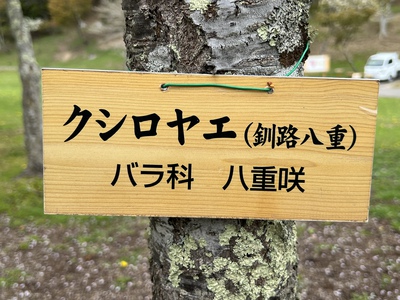 あっけし桜・牡蠣まつり 標津サーモン科学館 麺屋武双 あっけし桜・牡蠣まつり 標津サーモン科学館 麺屋武双