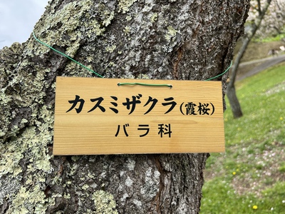 あっけし桜・牡蠣まつり 標津サーモン科学館 麺屋武双 あっけし桜・牡蠣まつり 標津サーモン科学館 麺屋武双