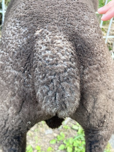 釧路動物園 釧路動物園