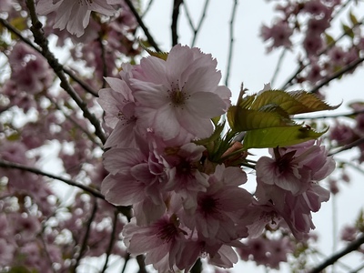 あっけし桜・牡蠣まつり 標津サーモン科学館 麺屋武双 あっけし桜・牡蠣まつり 標津サーモン科学館 麺屋武双