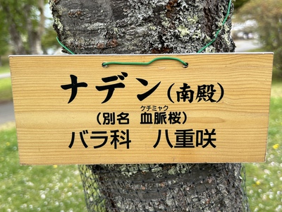 あっけし桜・牡蠣まつり 標津サーモン科学館 麺屋武双 あっけし桜・牡蠣まつり 標津サーモン科学館 麺屋武双