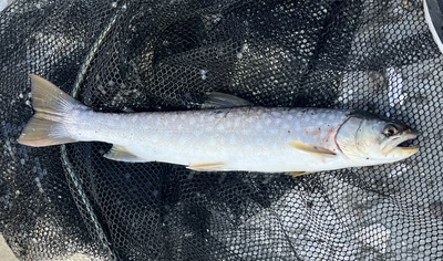 桜・海アメ・投げ釣り 桜・海アメ・投げ釣り