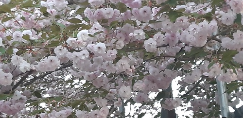 子野日公園 普賢象 子野日公園 普賢象