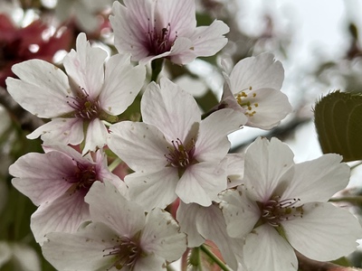 あっけし桜・牡蠣まつり 標津サーモン科学館 麺屋武双 あっけし桜・牡蠣まつり 標津サーモン科学館 麺屋武双