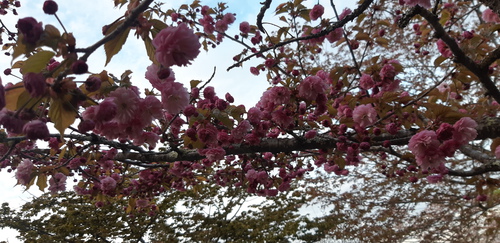 子野日公園 普賢象 子野日公園 普賢象