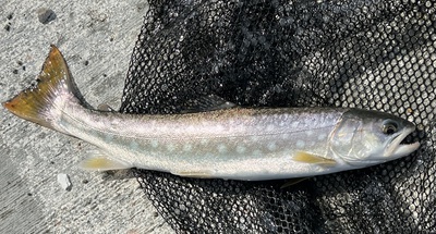 桜・海アメ・投げ釣り 桜・海アメ・投げ釣り