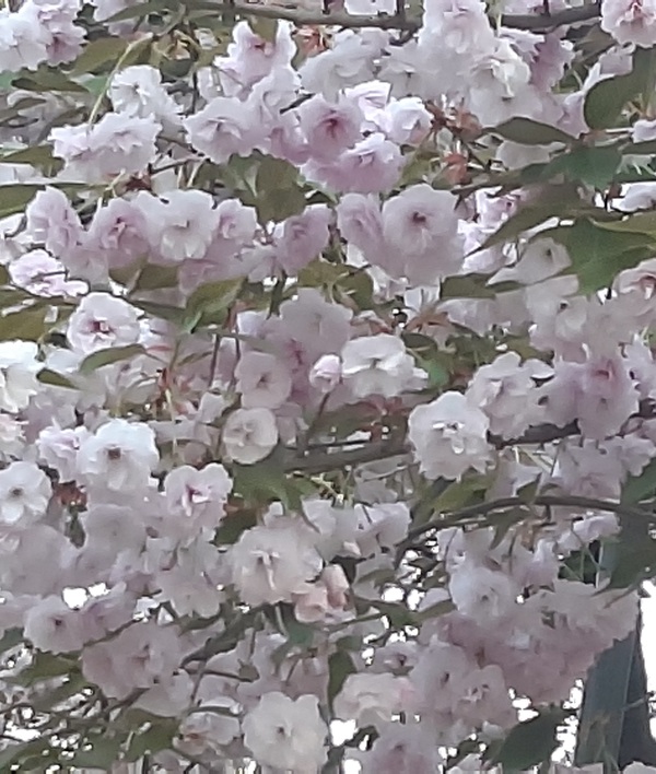 子野日公園 普賢象 子野日公園 普賢象