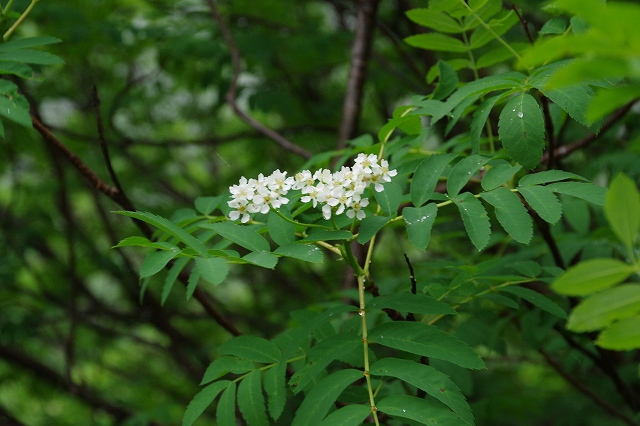 * 上高地の花々 夏 8月 * * 上高地の花々 夏 8月 *