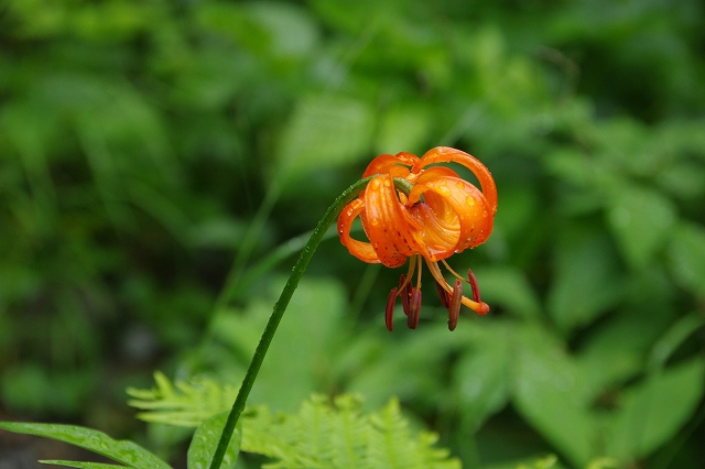 * 上高地の花々 夏 8月 * * 上高地の花々 夏 8月 *