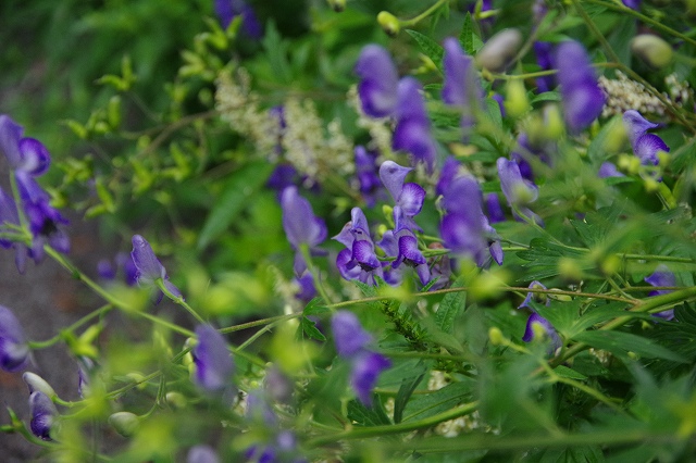 * 上高地の花々 夏 8月 * * 上高地の花々 夏 8月 *