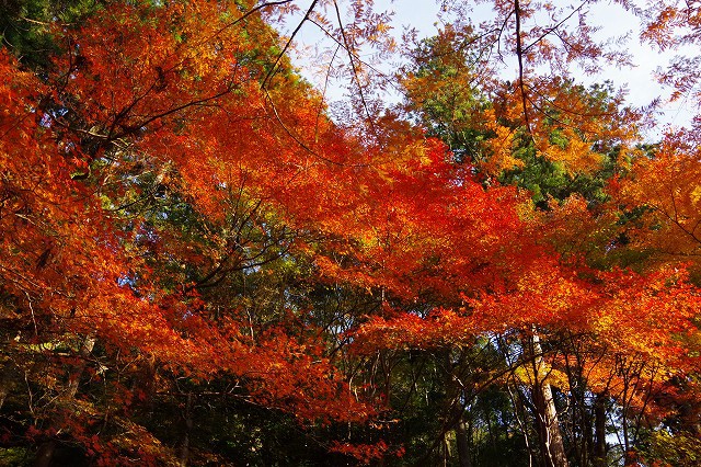 *京都一周トレイル* その弐 上桂~高雄~高山寺 *京都一周トレイル* その弐 上桂~高雄~高山寺