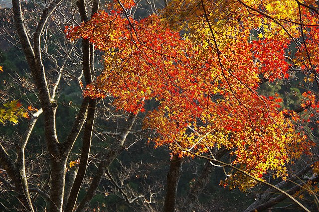 *京都一周トレイル* その弐 上桂~高雄~高山寺 *京都一周トレイル* その弐 上桂~高雄~高山寺