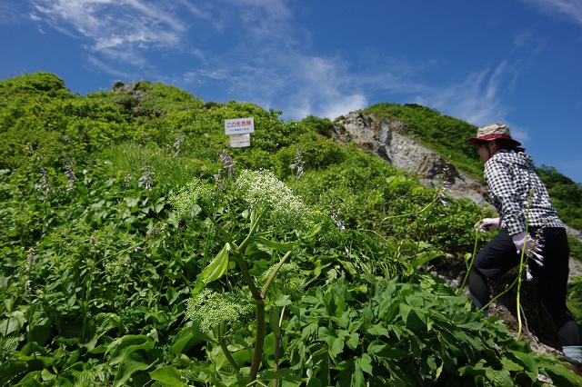 * お花畑を求めて・・大山ユートピア 三鈷峰 * 7月中旬編 * お花畑を求めて・・大山ユートピア 三鈷峰 * 7月中旬編