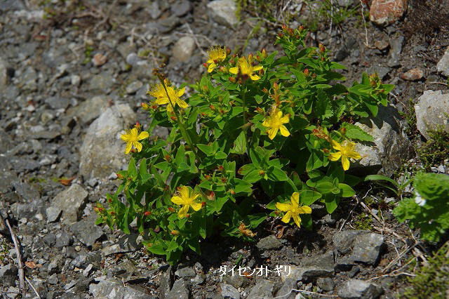 * お花畑を求めて・・大山ユートピア 三鈷峰 * 7月中旬編 * お花畑を求めて・・大山ユートピア 三鈷峰 * 7月中旬編