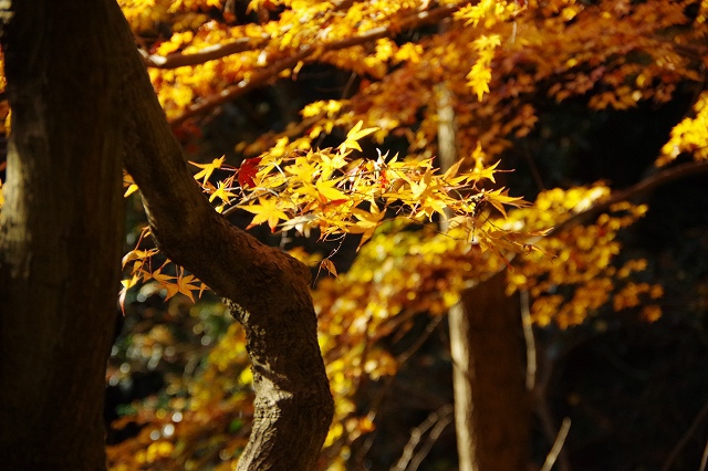 * LAST MOMIJI * 晩秋の書写山 兵庫100山 * LAST MOMIJI * 晩秋の書写山 兵庫100山