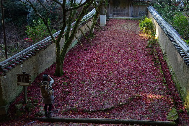 * LAST MOMIJI * 晩秋の書写山 兵庫100山 * LAST MOMIJI * 晩秋の書写山 兵庫100山