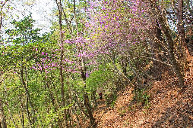 * はしごハイク 青倉山 * 兵庫100山 * はしごハイク 青倉山 * 兵庫100山