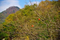 *播磨富士 秋の明神山 Cコース~Aコース* 兵庫100山