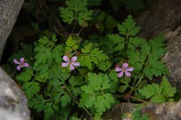 * 紅葉とカレンフェルト 霊仙山登山 * 鈴鹿