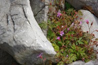 * 紅葉とカレンフェルト 霊仙山登山 * 鈴鹿