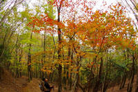 * 紅葉とカレンフェルト 霊仙山登山 * 鈴鹿